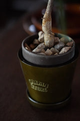 CS AMARILLO PLANTER L