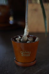 CS AMARILLO PLANTER L