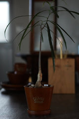 CS AMARILLO PLANTER L